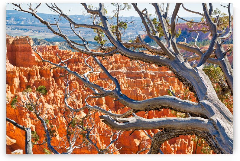 Bryce National Park in Utah USA by Elijah Lovkoff