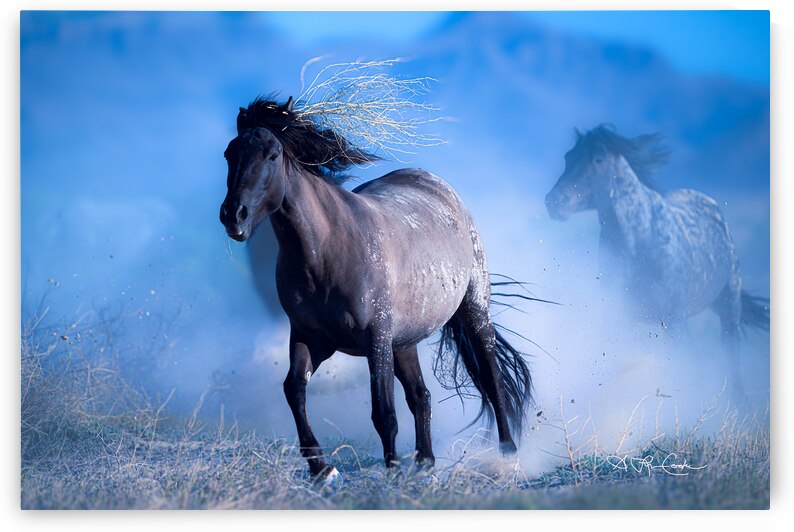 BZ9 6359 Enhanced NR by Susan Lynn Cooke