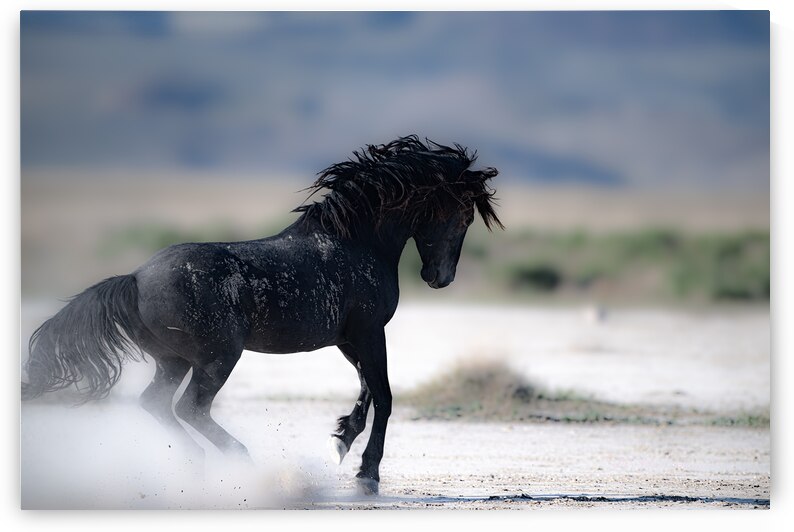 BZ9 7361 Enhanced NR by Susan Lynn Cooke