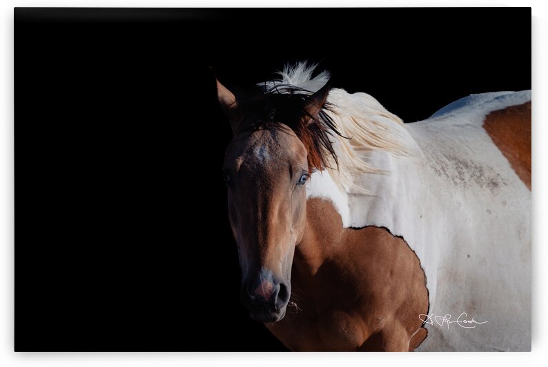 BZ9 6672 Enhanced NR by Susan Lynn Cooke