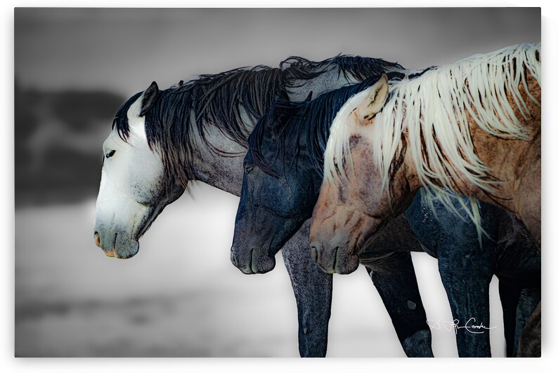 BZ9 8125 Enhanced NR by Susan Lynn Cooke