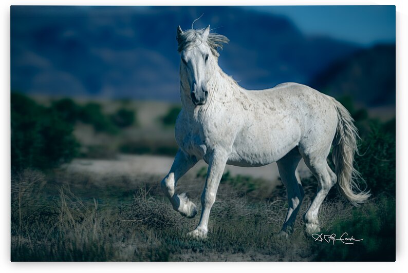 BZ9 8427 Enhanced NR by Susan Lynn Cooke