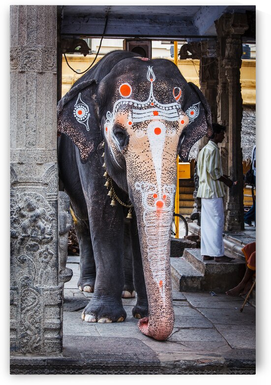 Temple elephant in Kailasanthar temple by Dmitry Rukhlenko
