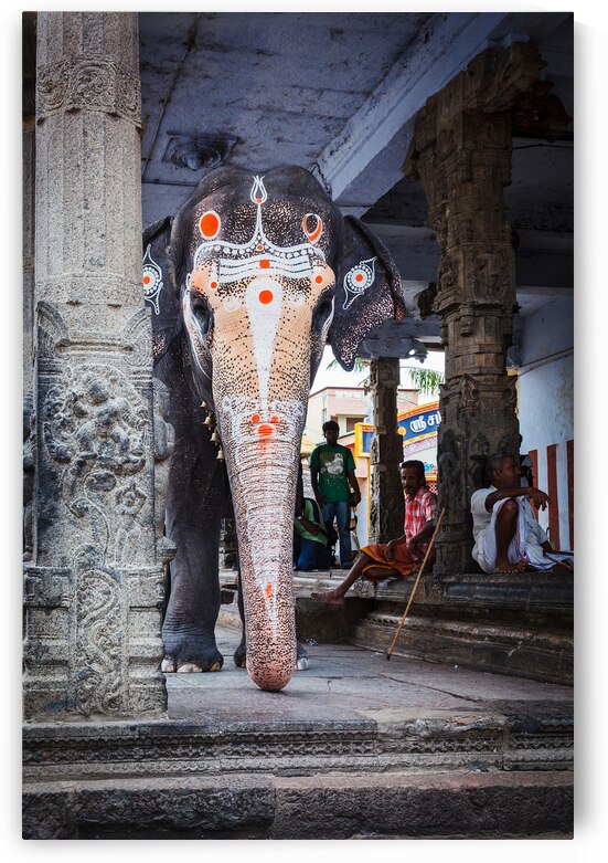 Temple elephant in Kailasanthar temple by Dmitry Rukhlenko