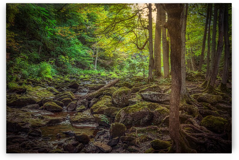 Moss Kissed Canopy Light by Dream World Images