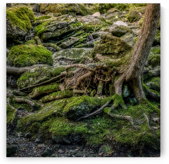 Mossy Brook Symphony   by Dream World Images