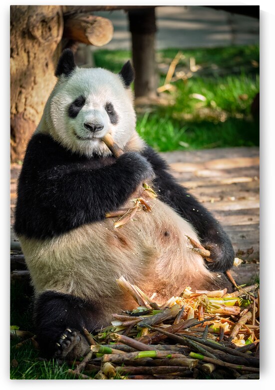 Giant panda bear in China by Dmitry Rukhlenko