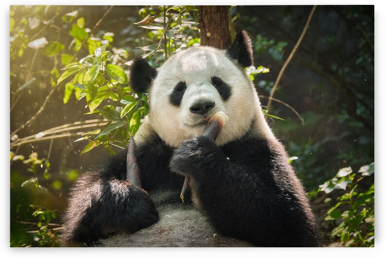 Giant panda bear in China by Dmitry Rukhlenko