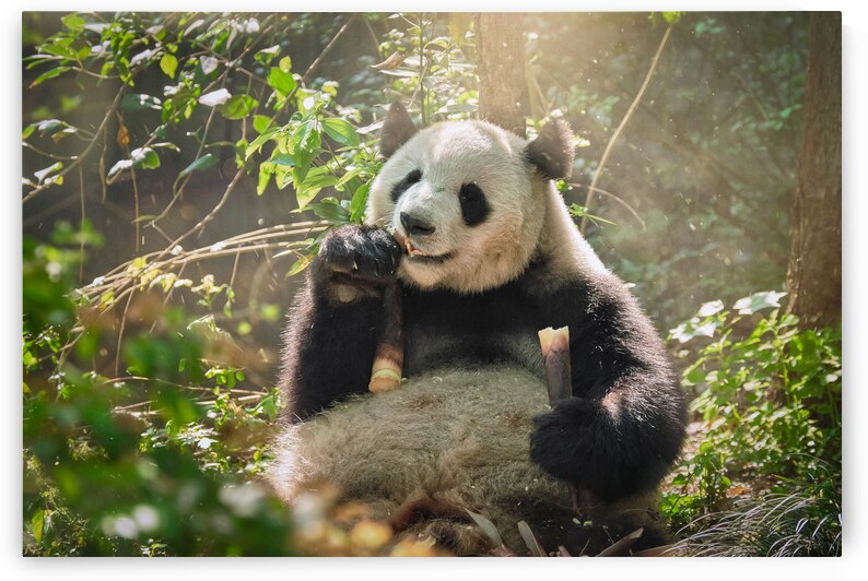 Giant panda bear in China by Dmitry Rukhlenko