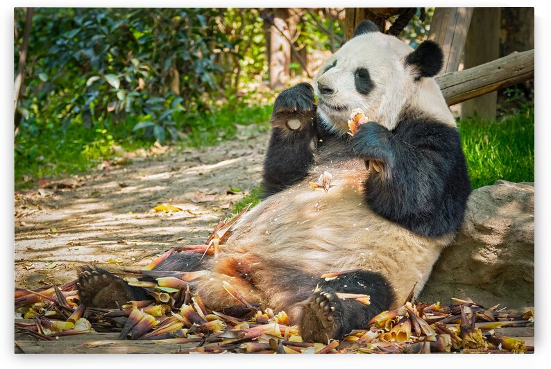 Giant panda bear in China by Dmitry Rukhlenko