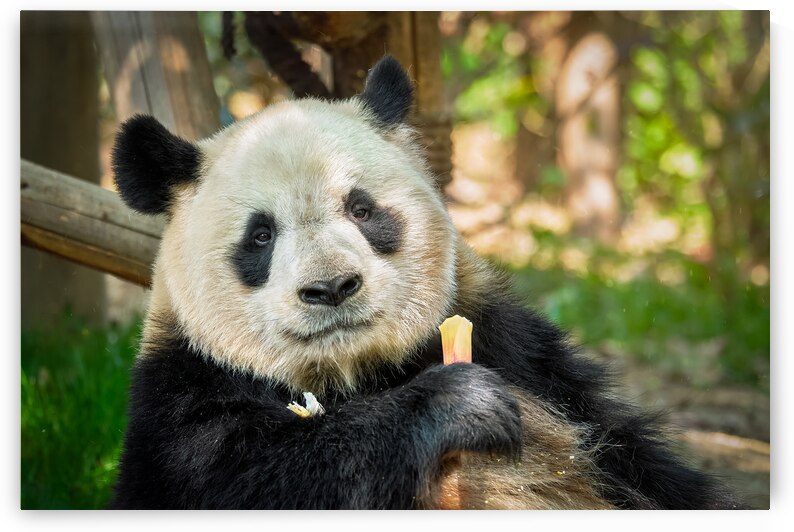 Giant panda bear in China by Dmitry Rukhlenko