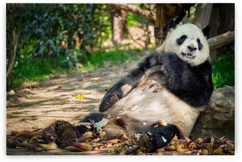 Giant panda bear in China by Dmitry Rukhlenko