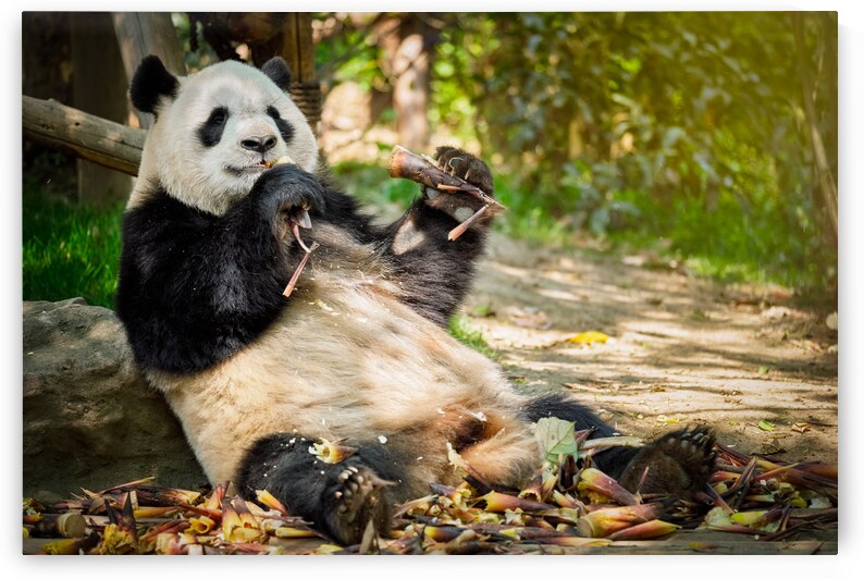 Giant panda bear in China by Dmitry Rukhlenko