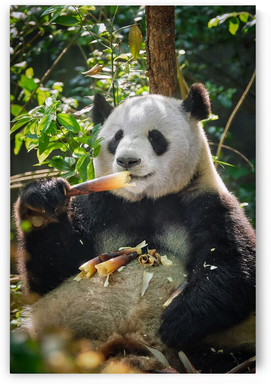 Giant panda bear in China by Dmitry Rukhlenko
