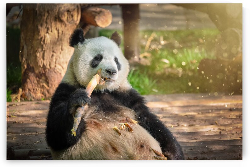 Giant panda bear in China by Dmitry Rukhlenko