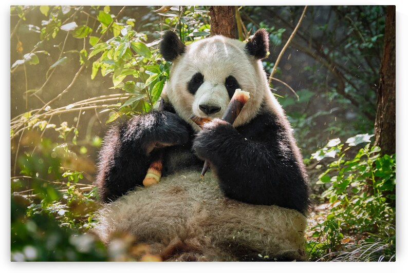 Giant panda bear in China by Dmitry Rukhlenko