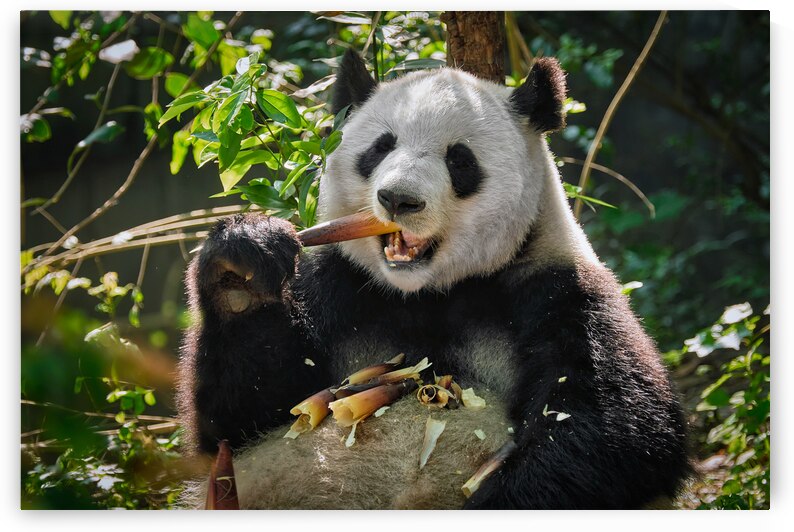 Giant panda bear in China by Dmitry Rukhlenko