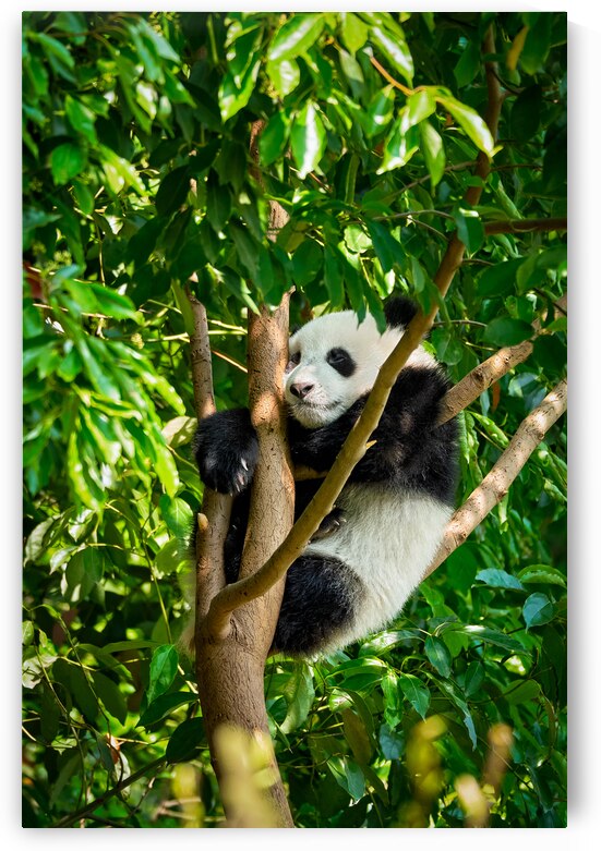 Giant panda bear in China by Dmitry Rukhlenko
