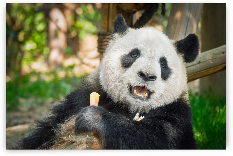 Giant panda bear in China by Dmitry Rukhlenko