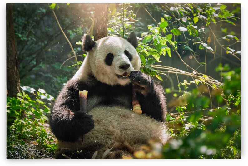 Giant panda bear in China by Dmitry Rukhlenko
