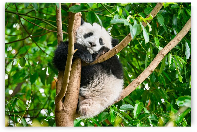 Giant panda bear in China by Dmitry Rukhlenko