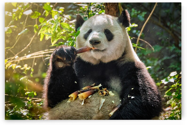 Giant panda bear in China by Dmitry Rukhlenko