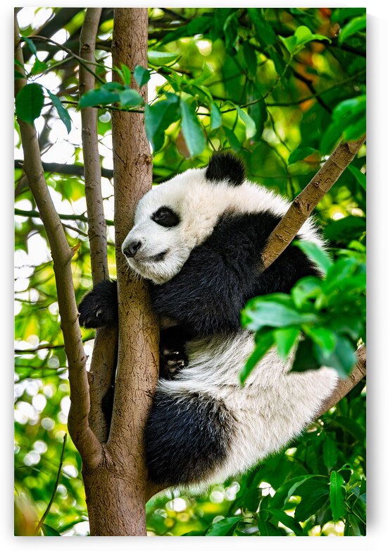 Giant panda bear in China by Dmitry Rukhlenko