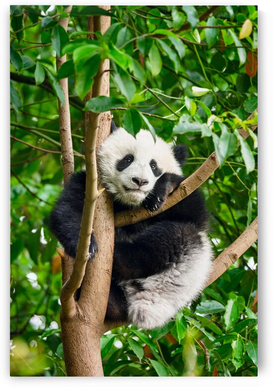 Giant panda bear in China by Dmitry Rukhlenko