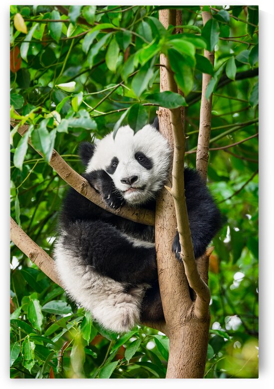 Giant panda bear in China by Dmitry Rukhlenko