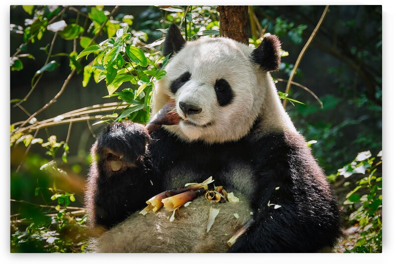 Giant panda bear in China by Dmitry Rukhlenko
