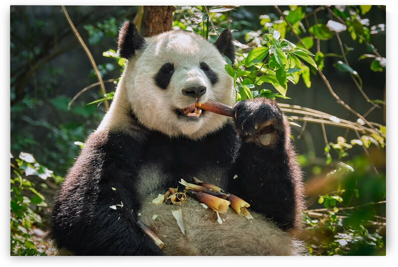 Giant panda bear in China by Dmitry Rukhlenko