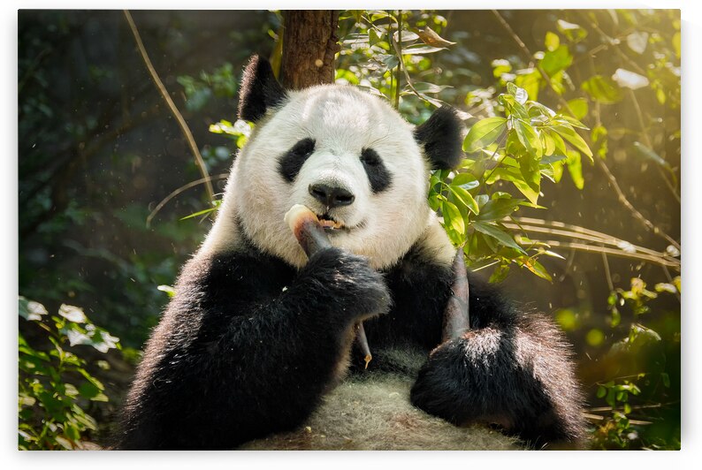 Giant panda bear in China by Dmitry Rukhlenko