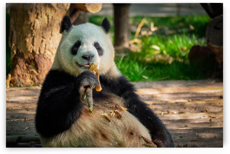 Giant panda bear in China by Dmitry Rukhlenko