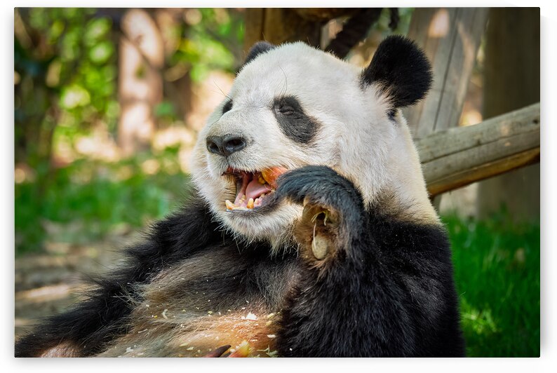 Giant panda bear in China by Dmitry Rukhlenko
