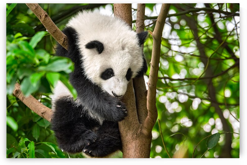 Giant panda bear in China by Dmitry Rukhlenko