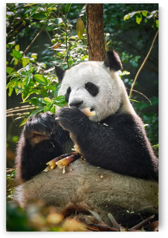 Giant panda bear in China by Dmitry Rukhlenko