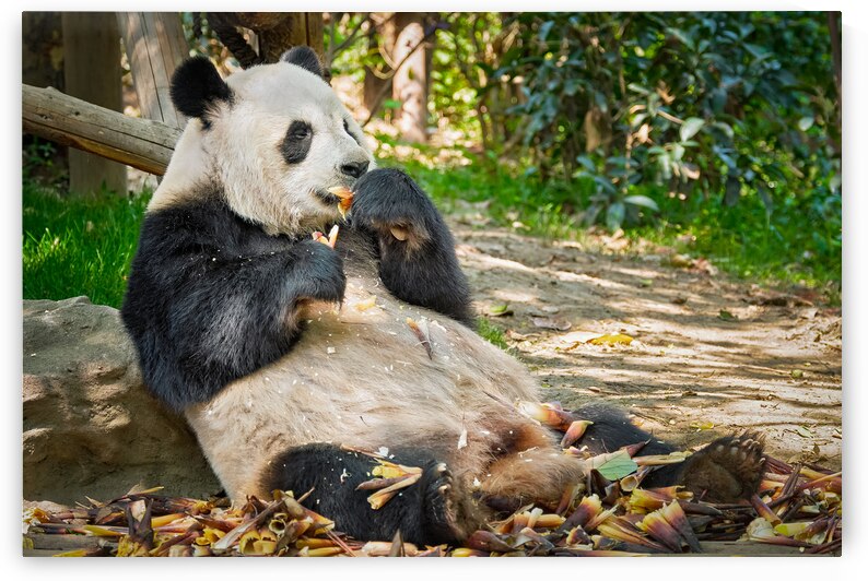 Giant panda bear in China by Dmitry Rukhlenko