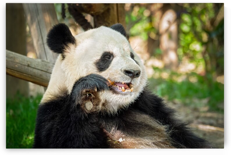 Giant panda bear in China by Dmitry Rukhlenko