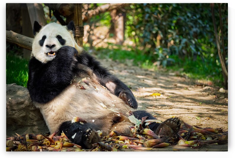 Giant panda bear in China by Dmitry Rukhlenko