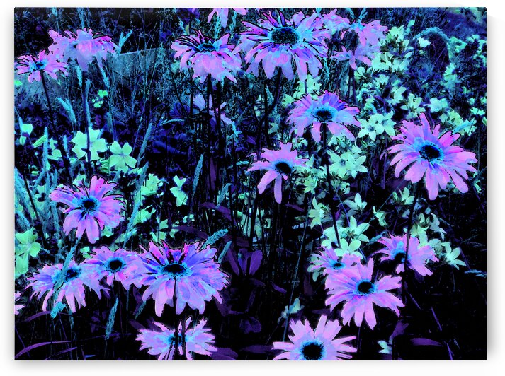 Impressionistic Vibrant Multitude of Daises by Catriona Roberts Nature Photography and Designs