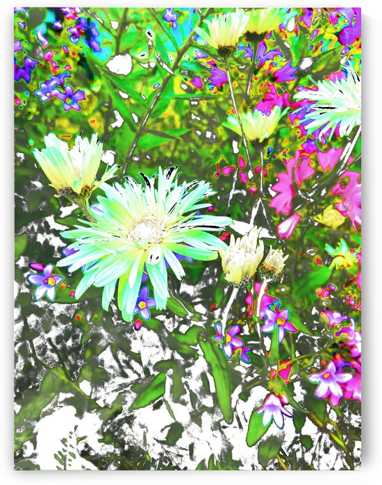 Vibrant Cottage Garden Daises by Catriona Roberts Nature Photography and Designs