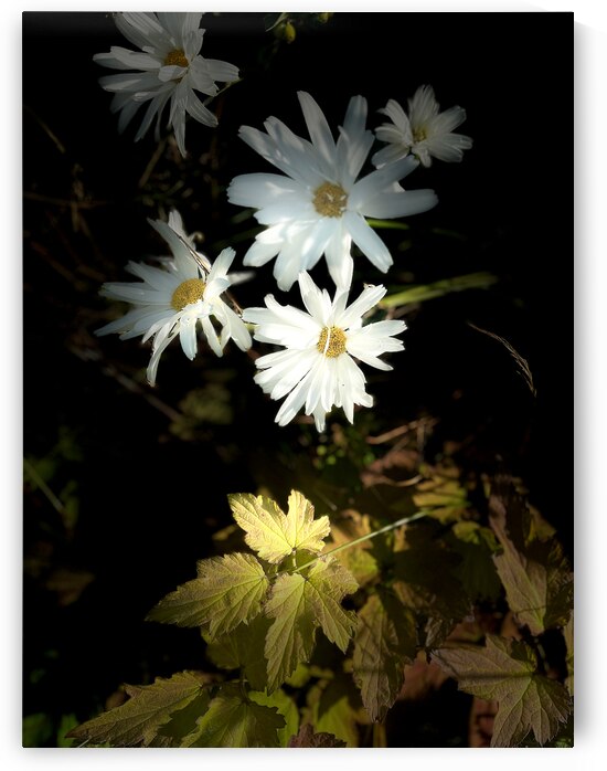 Daises in the Spotlight by Catriona Roberts Nature Photography and Designs