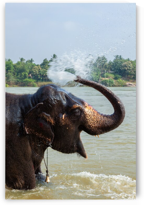 Elephant bathing in the river by Dmitry Rukhlenko