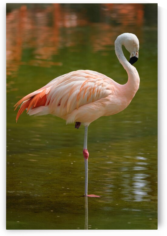 Chilean flamingo Phoenicopterus chilensis bird by Dmitry Rukhlenko