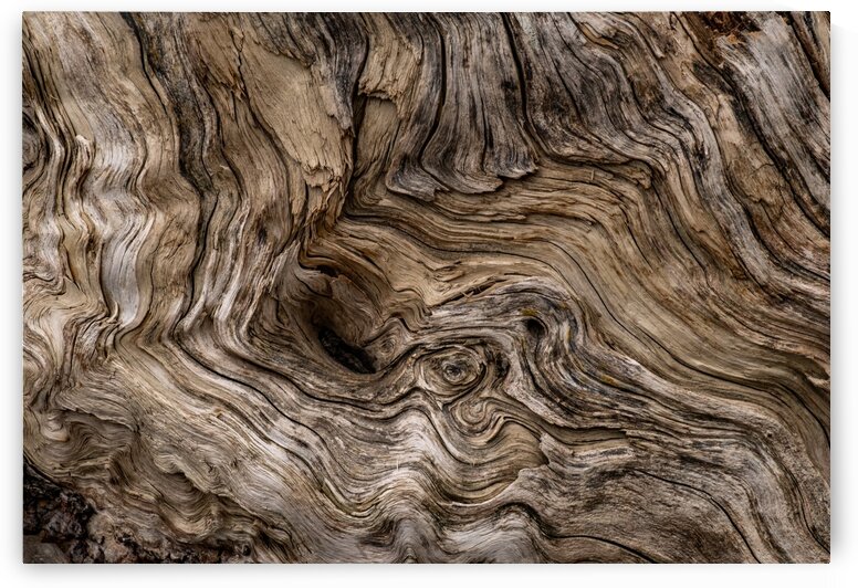 Banff Petrified Wood by Dave Therrien