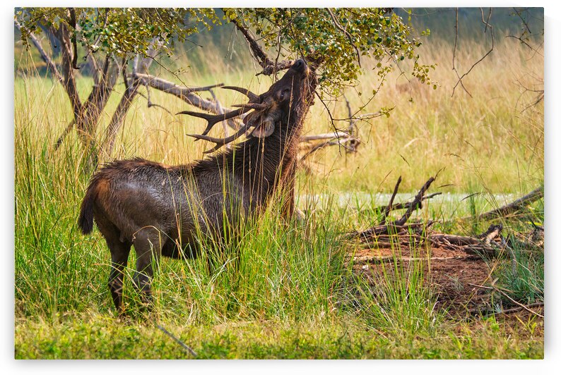 Male sambar Rusa unicolor deer in Ranthambore National Park Rajasthan India by Dmitry Rukhlenko