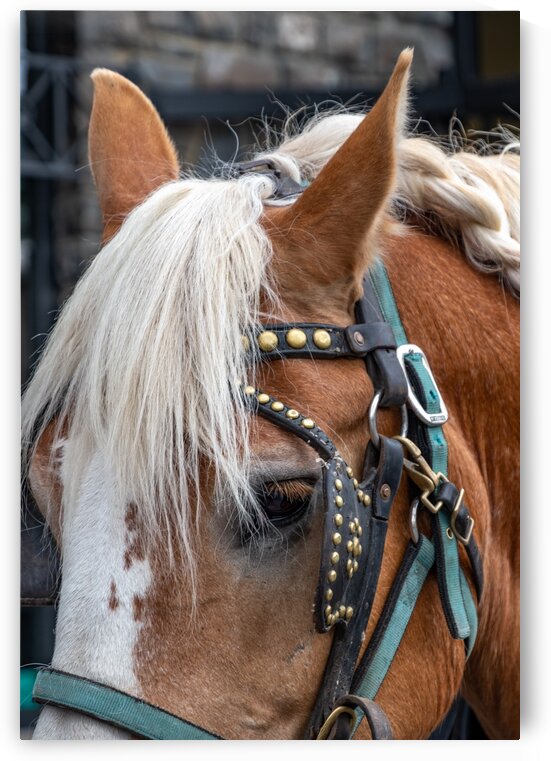 Banff Street Horse by Dave Therrien