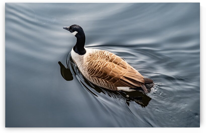 Canadian Goose on the Charles by Dave Therrien