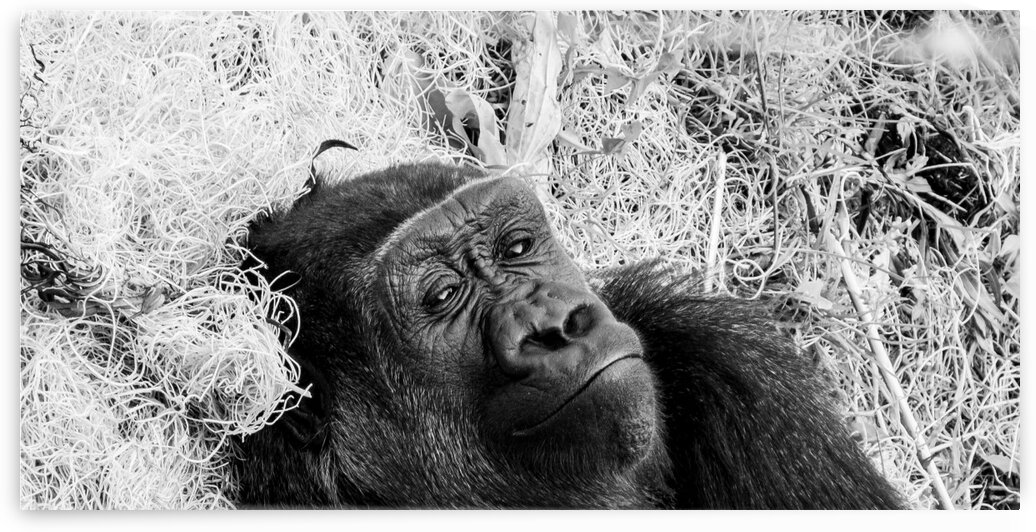 Calgary Gorilla 3 by Dave Therrien