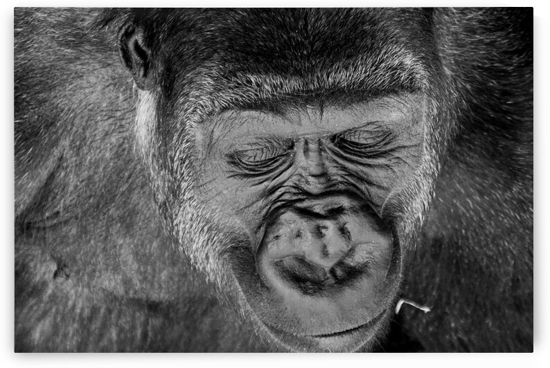 Calgary Gorilla 2 by Dave Therrien